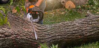 How Our Tree Care Process Works  in  Saco, ME